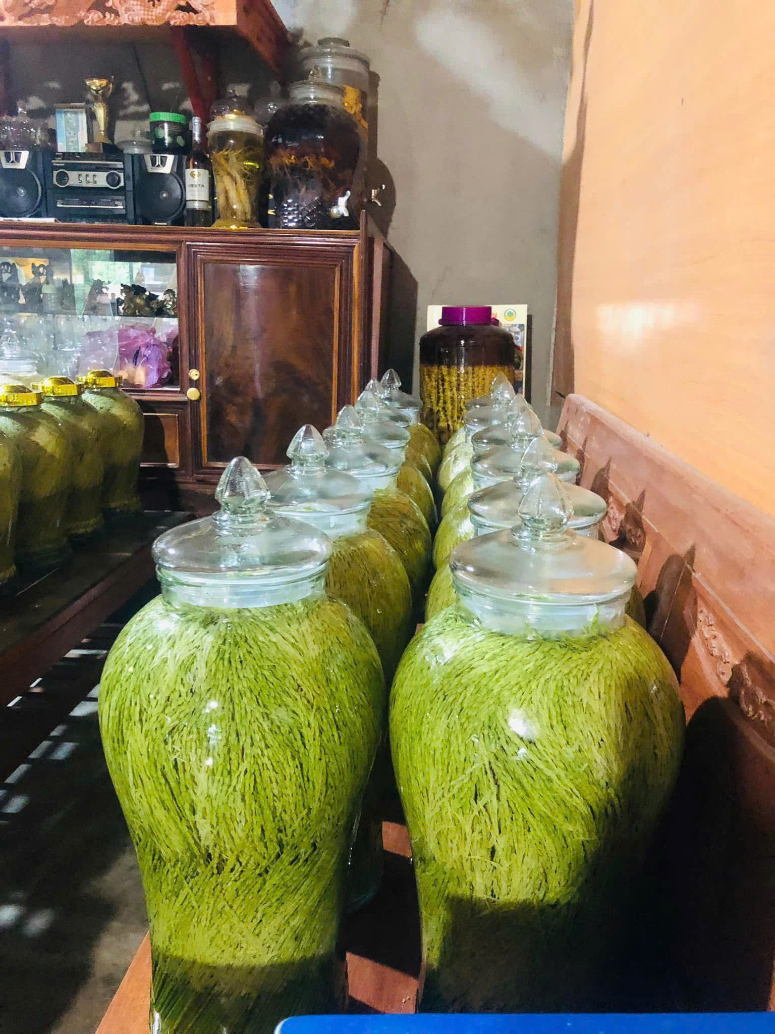 Bình Ngâm Đòng Đòng Nếp Quýt